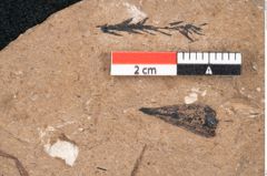 Foto (Detailansicht) von Araucaria sternbergii Goeppert (NHMW-GEO-2024-0188-8287)